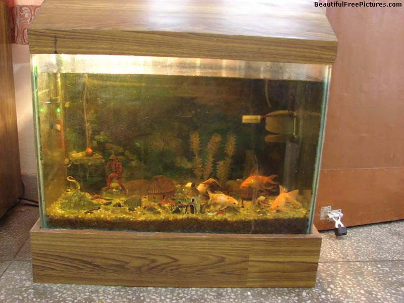 pictures of an aquarium