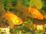 picture of couple of gold fish