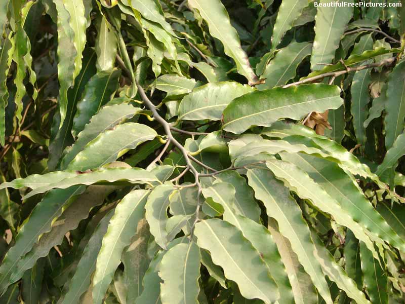 picture of leaves of Ashoka tree