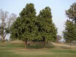 picture of pair of Ashoka trees