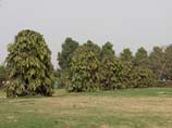 picture of row of Ashok trees