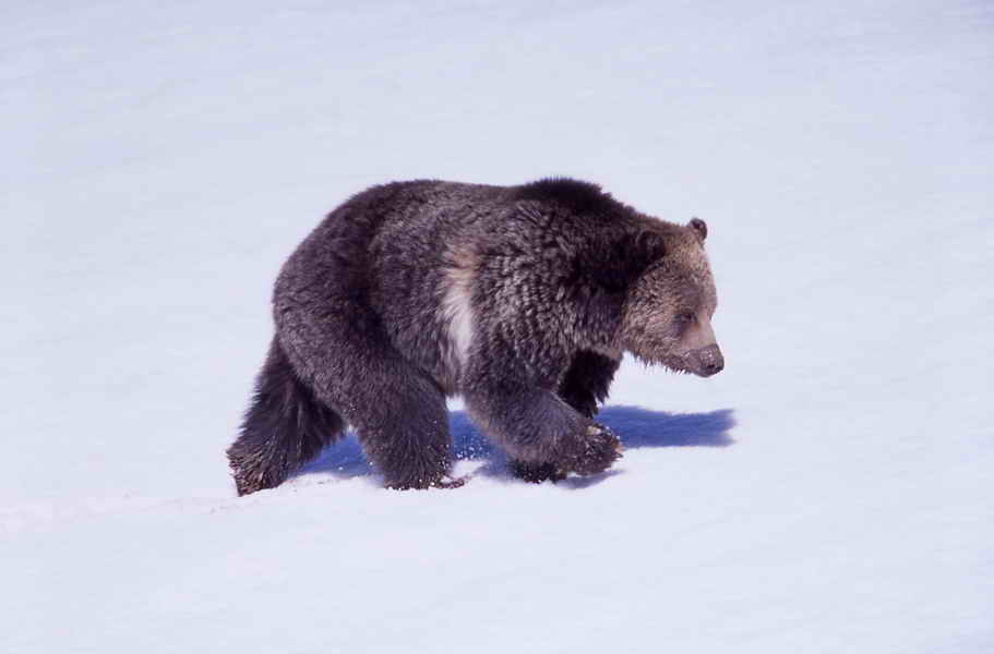 pictures of bear walking on snow