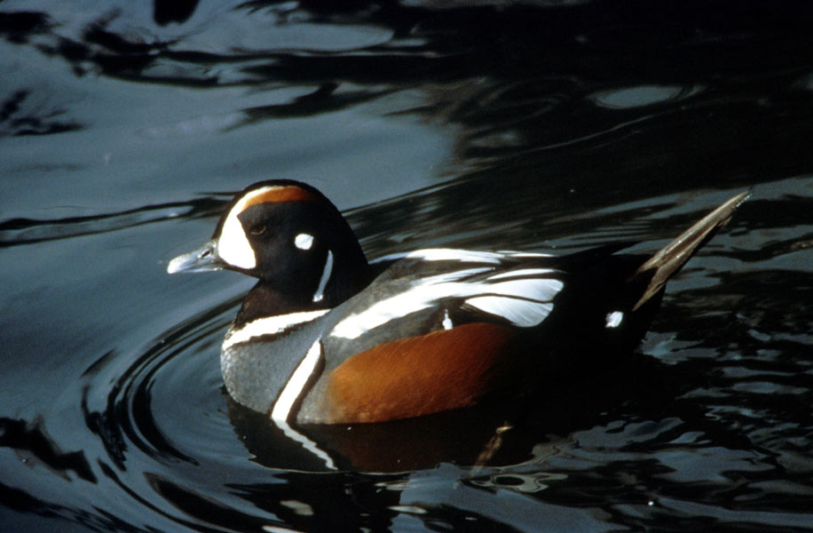 pictures of Harlequin Duck