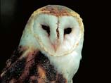 pictures of Barn owl