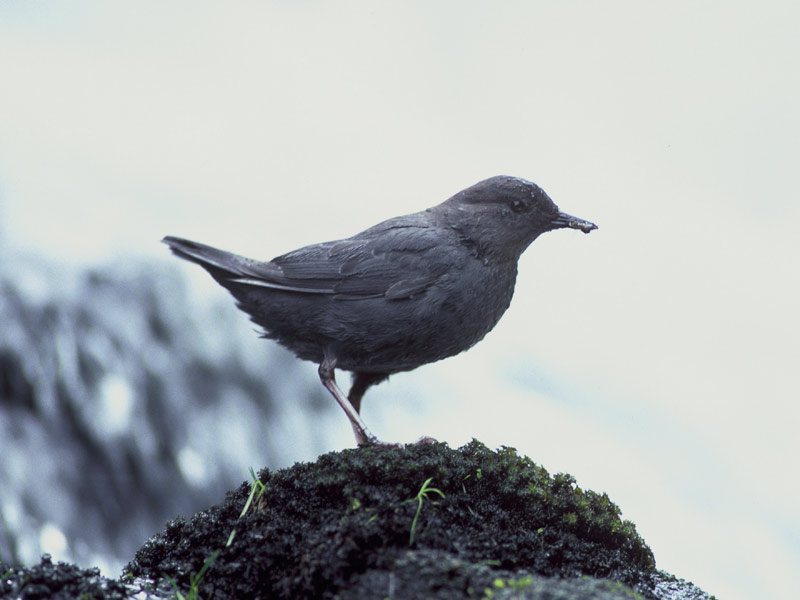 pictures of American dipper