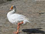 pictures of white duck
