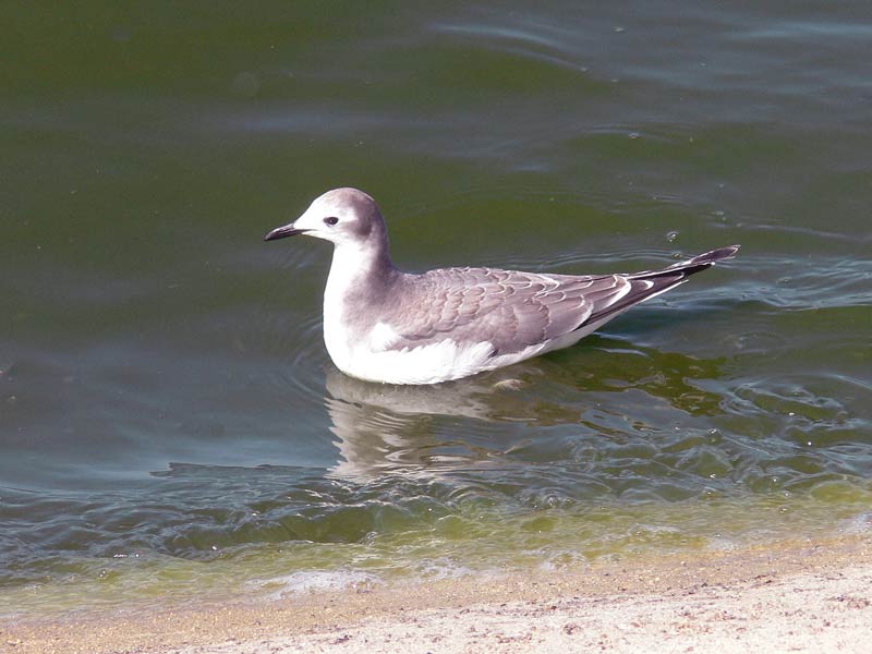 juvenile Sabine's gull