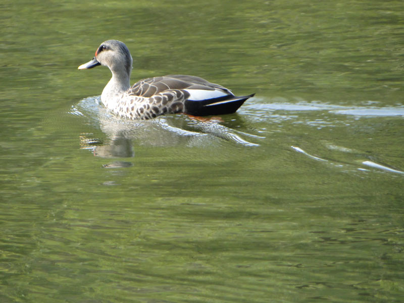 pictures of duck swimming
