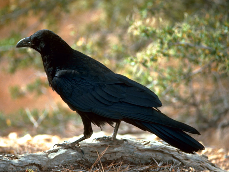 pictures of a raven