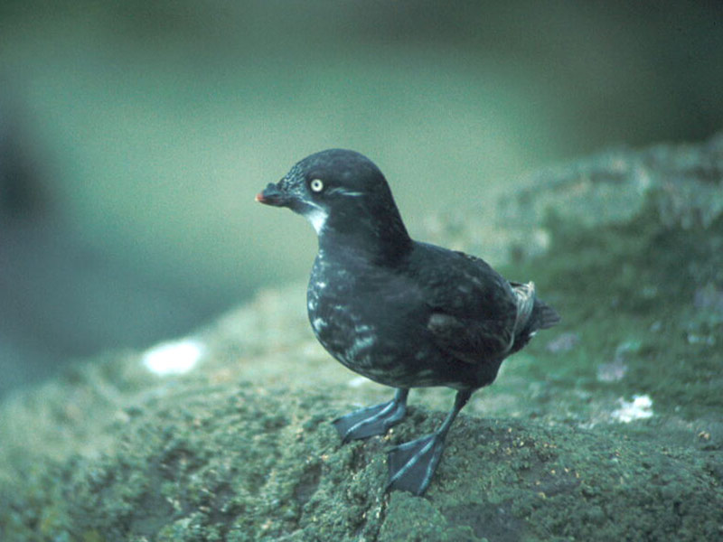 pictures of Least Auklet