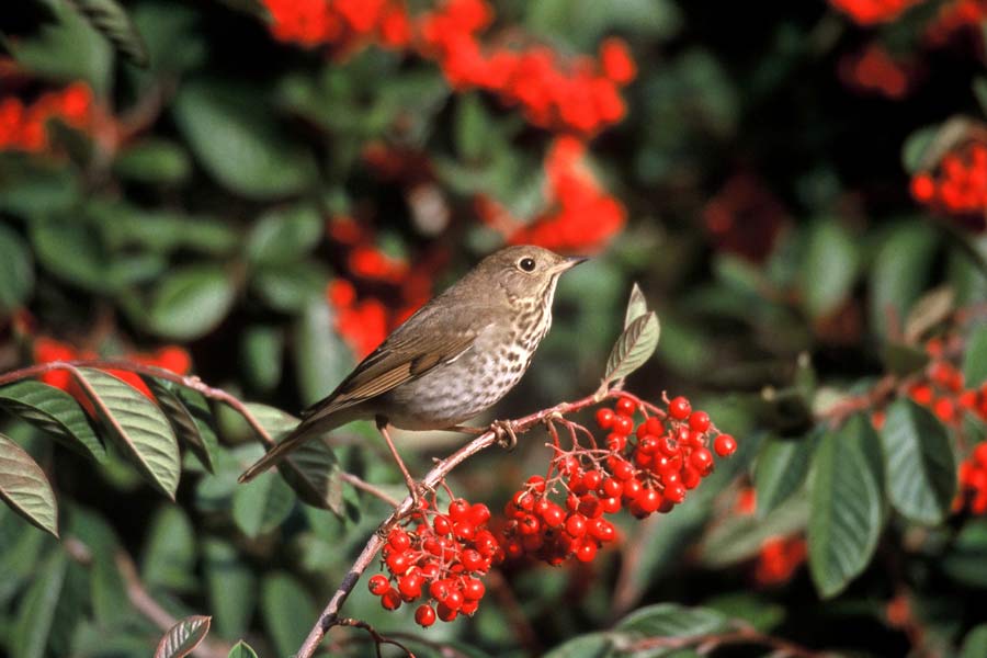 54-birds-USFWS   Nature & Birds & MBP  -  Hermit Thrush - Karney, Lee - USFWS