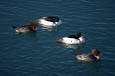 69-birds-USFWS  Nature & Birds & MBP  -  Common Mergansers in March - USFWS