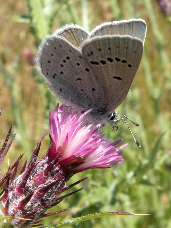 pictures of Mission Blue butterfly