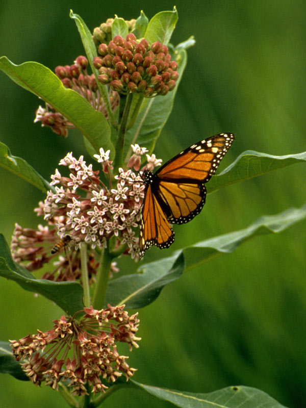 pictures of monarch butterfly