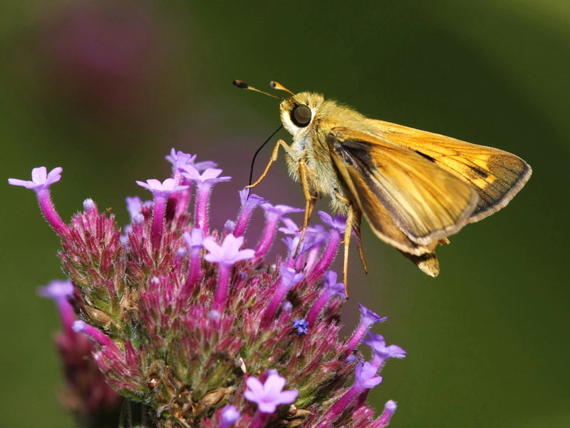 pictures of Skipper butterfly