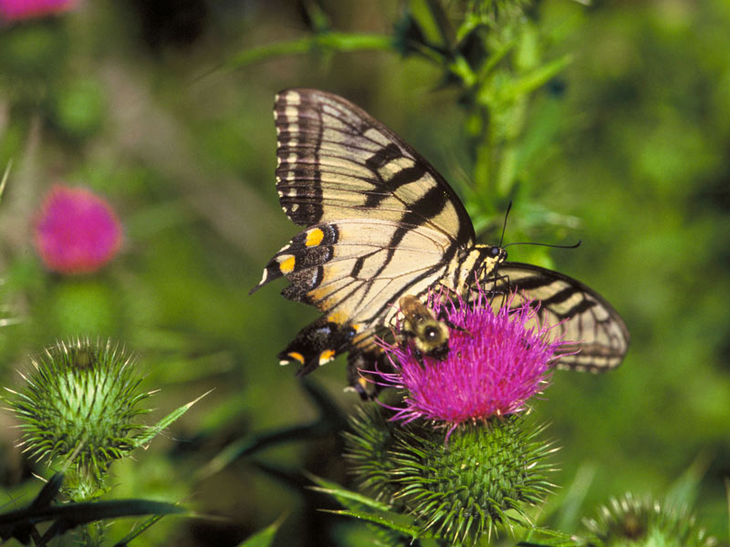 pictures of a butterfly