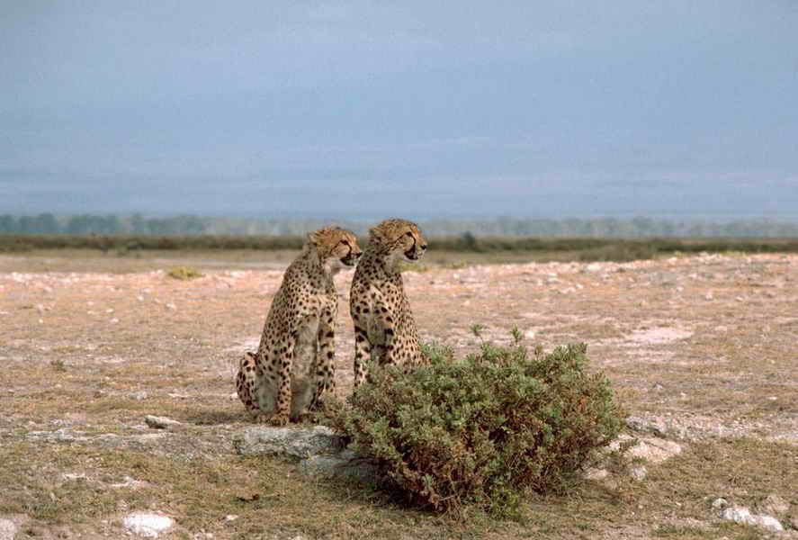Picture of cheetahs behind a bush 