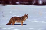pictures of a coyote standing in snow