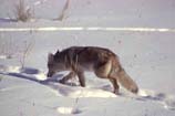 pictures of a coyote walking