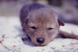 pictures of a coyote pup