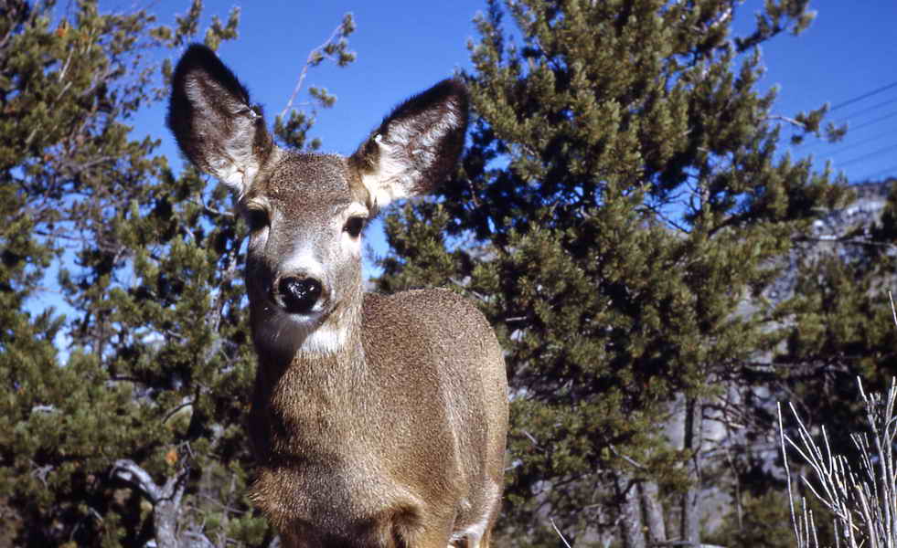 pictures of mule deer doe