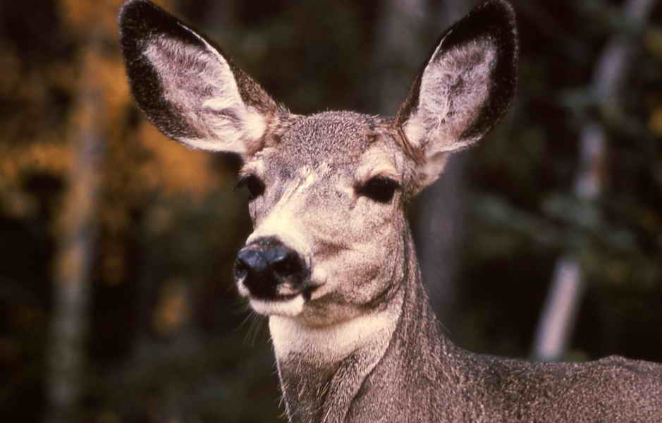 pictures of a doe face close up