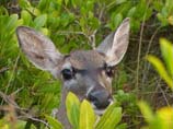 pictures of deer in red mangroves