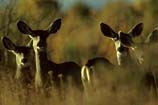 pictures of deer Herd