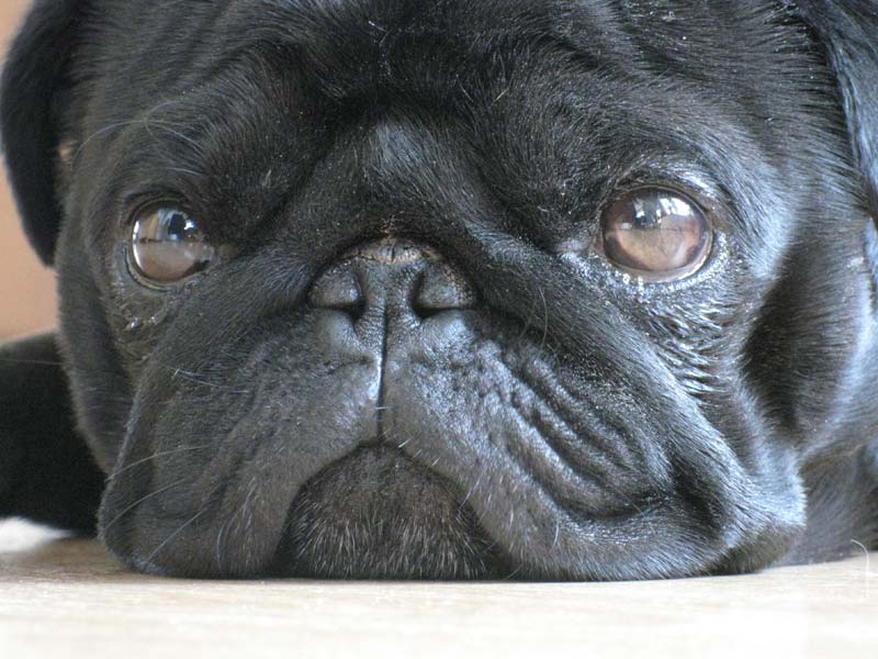 pictures of a pet pug