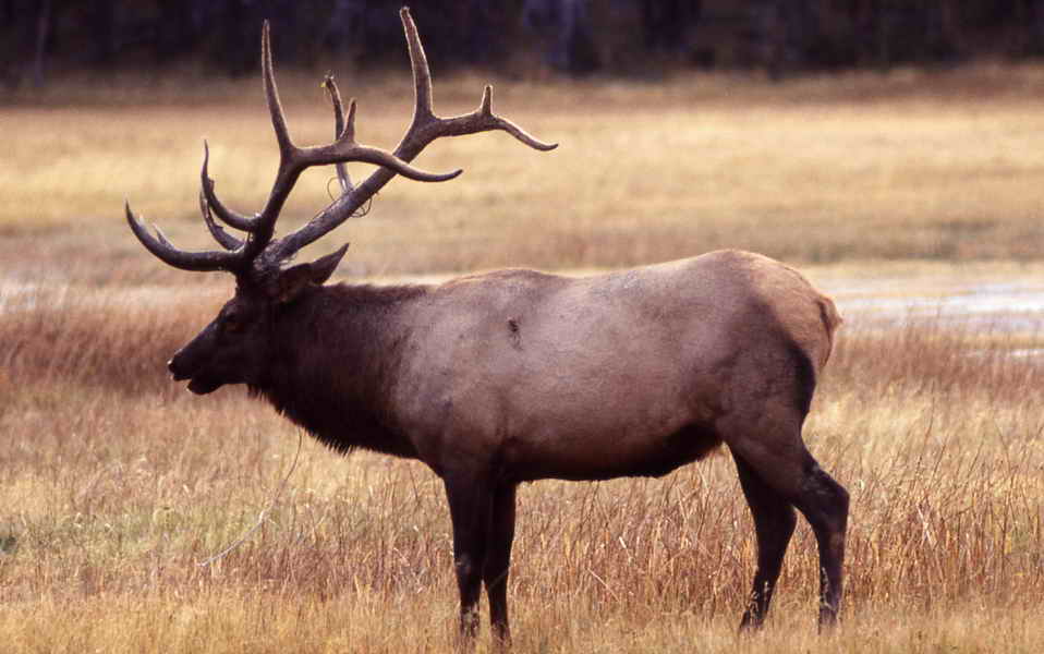 pictures of antlers elk