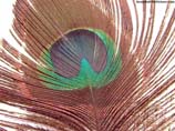 pictures of a peacock feather