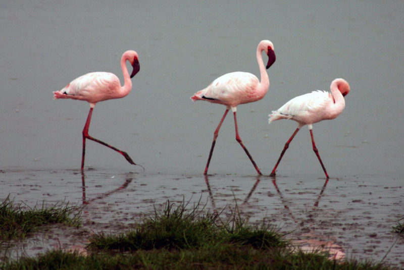 3-Flamingo-Wikipedia   -Lesser-flamingos -in the Ngorongoro Crater, Tanzania - Charles J. Sharp - wikipedia - GNU