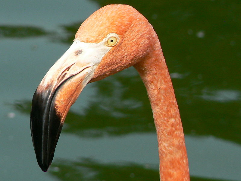 4-Flamingo-Wikipedia   --Phoenicopteridae_face - Humburg Zoo - LadyofHats - wikipedia- PD