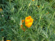 Yellow flower and buds