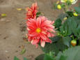 Two red flowers