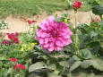 Flowers in a garden