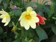 Picture of yellow flowers