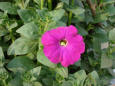 A red flower amidst green leaves