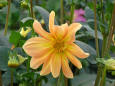 A flower