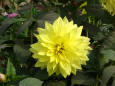 Photo of a big yellow flower