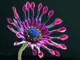 Image of a daisy