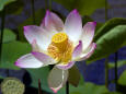 A flower
