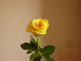 Flower  26 -  A yellow rose