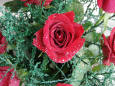 Flowers - 32: red roses