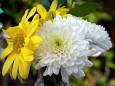 Flowers - 35 Chrysanmthemum