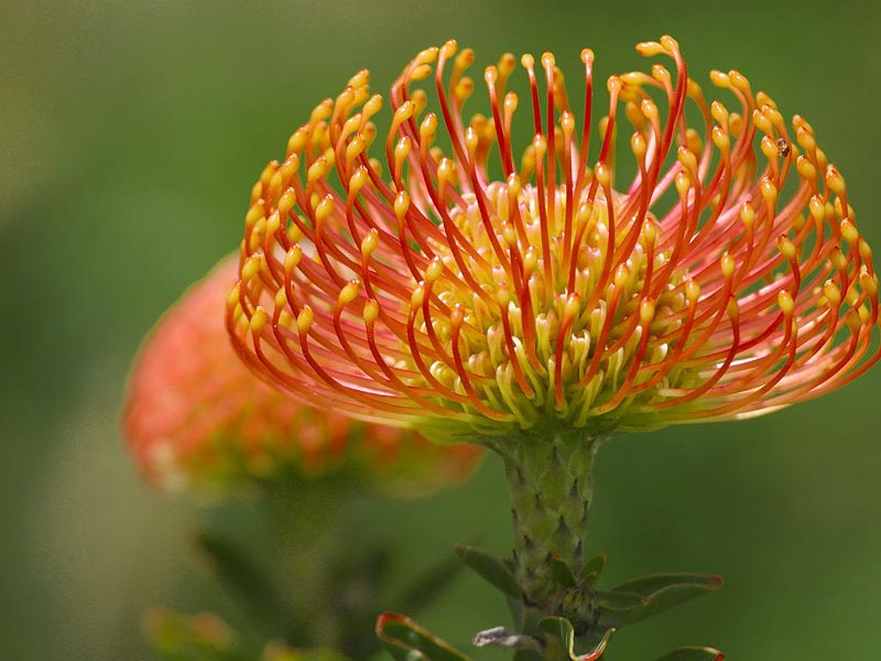 flower-45-pd  pincushion protea