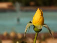 A yellow rose bud