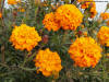 Beautiful Photos of Flowers - 282 yellow marigold flowers.