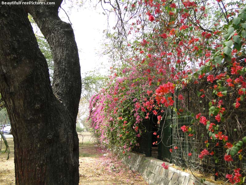 Beautiful Images of Flowers - 286  A hedge of bougainvillea.
