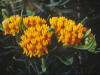 Beautiful Images of Flowers - 287 Butterfly weed.